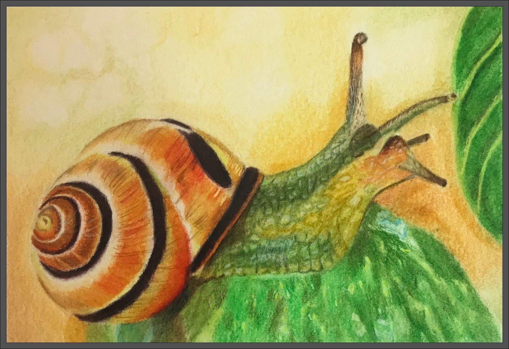 Snail I